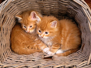 two orange Tabby kittens on brown woven basket HD wallpaper