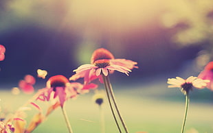 closeup photography of pink coneflowers