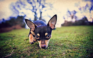 adult black and tan chihuahua on grass field HD wallpaper