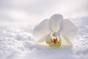 closeup photography of white moth orchid on snow ground HD wallpaper