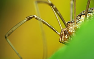 close-up photography of brown and black lynx spider HD wallpaper