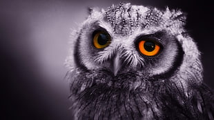 gray owl, animals, owl, birds HD wallpaper