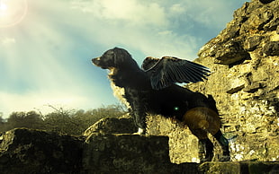 black and brown dog with wings wallpaper, dog, wings HD wallpaper