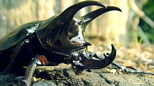 black beetle on brown surface HD wallpaper