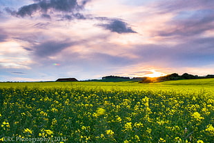 yellow Rapeseed flower field at sunset HD wallpaper