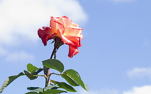 peach and red flower