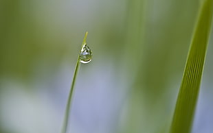 selective focus photography of water drop of leaf HD wallpaper