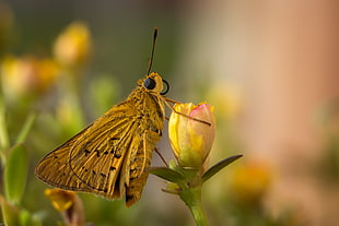 shallow focus photograph of brown butterfly on yellow and pink flower