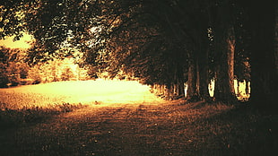 green leafed trees, trees, nature, path