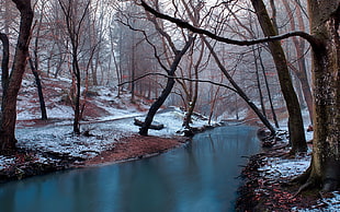 river and bare trees, winter, snow, water, nature HD wallpaper