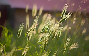 macro shot of green leafed plants