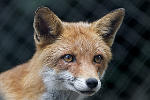 close-up photography of red fox, nice HD wallpaper