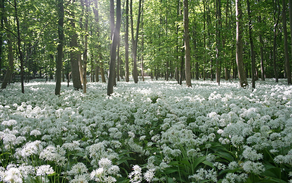 white petaled flower field under forest HD wallpaper