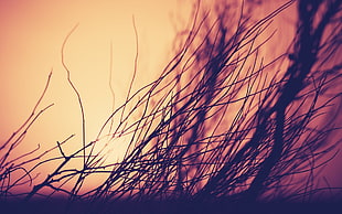 dried grass, nature