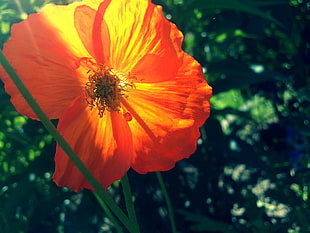 close up photo of orange Poppy flower
