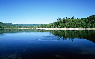 green trees, trees, reflection, lake, water