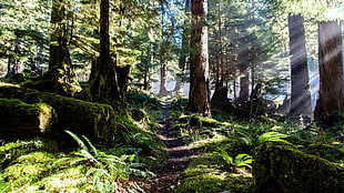 green and brown forest, forest, nature, trees, sun rays