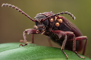 close-up photo of brown Longhorn beetle HD wallpaper
