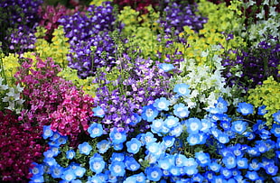 assorted color flower field