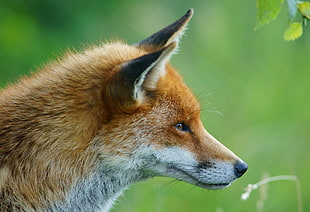 brown fox on focus photo